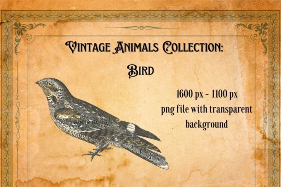 Download Vintage Bird Illustration - Illustration Collection