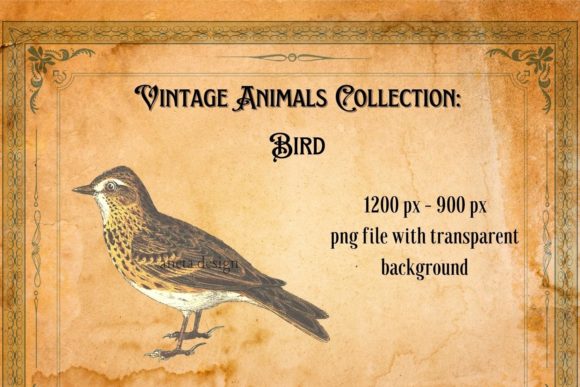 Download Vintage Bird Illustration - Illustration Collection