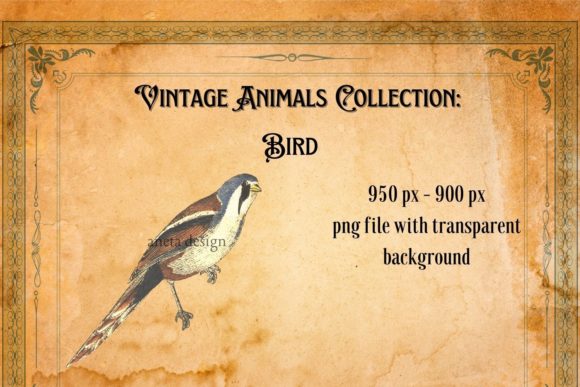 Download Vintage Bird Illustration - Illustration Collection