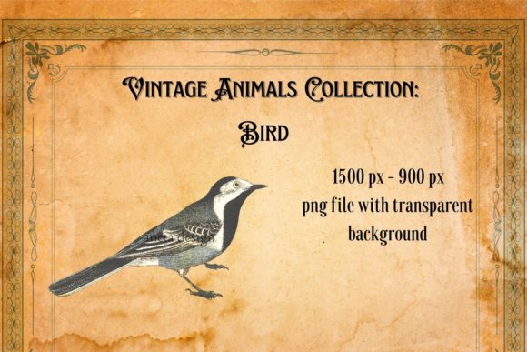 Download Vintage Bird Illustration - Illustration Collection