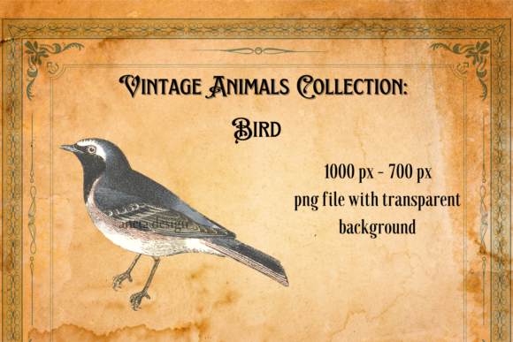 Download Vintage Bird Illustration - Illustration Collection