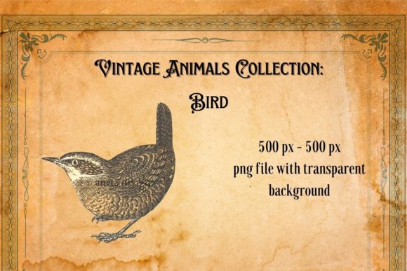 Download Vintage Bird Illustration - Illustration Collection