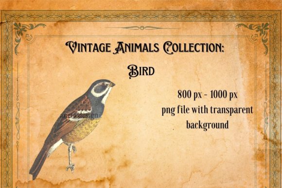 Download Vintage Bird Illustration - Illustration Collection