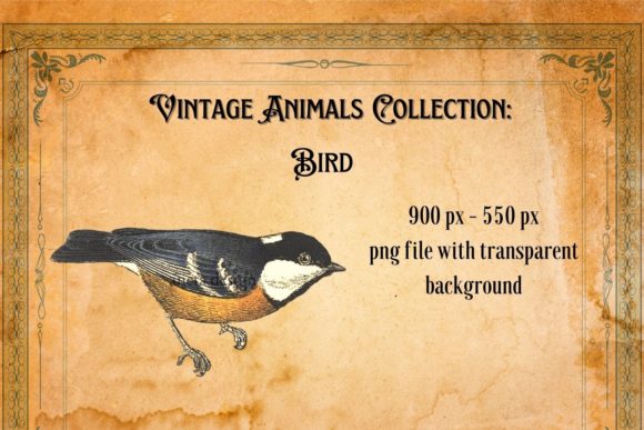 Download Vintage Bird Illustration - Illustration Collection