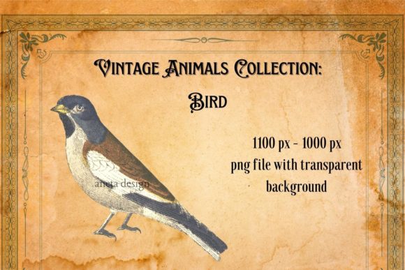 Download Vintage Bird Illustration - Illustration Collection