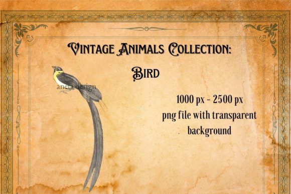 Download Vintage Bird Illustration - Illustration Collection