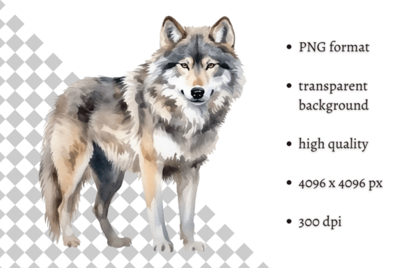 Download Watercolor Wolf Illustration - Illustration Collection