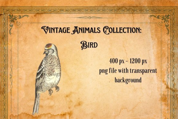 Download Vintage Bird Illustration - Illustration Collection