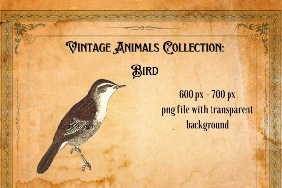 Download Vintage Bird Illustration - Illustration Collection