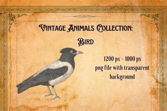 Download Vintage Bird Illustration - Illustration Collection