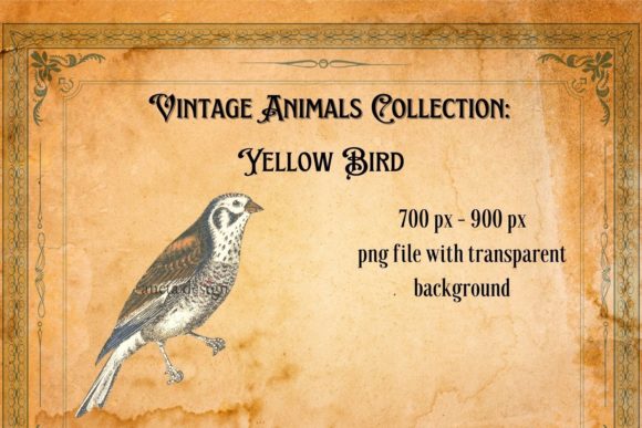 Download Vintage Bird Illustration - Illustration Collection