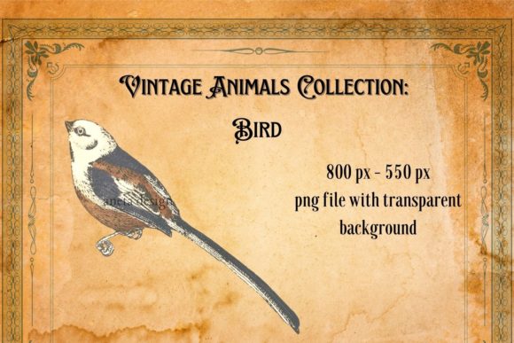 Download Vintage Bird Illustration - Illustration Collection