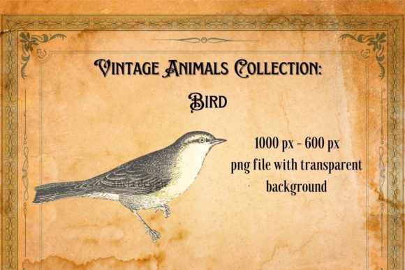 Download Vintage Bird Illustration - Illustration Collection