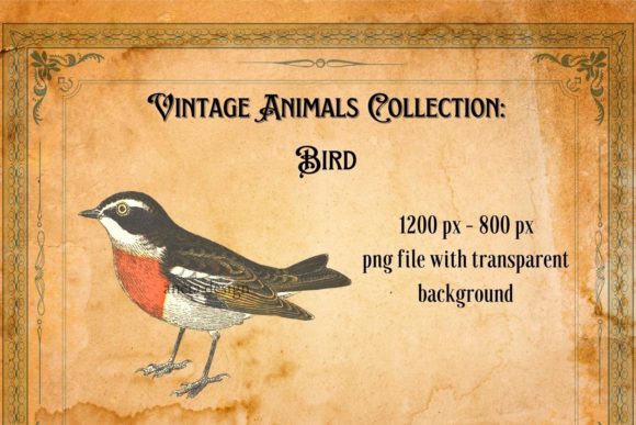 Download Vintage Bird Illustration - Illustration Collection