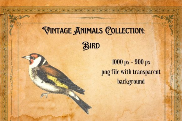 Download Vintage Bird Illustration - Illustration Collection