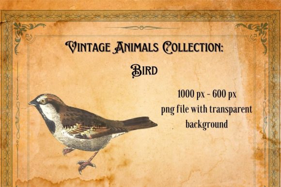 Download Vintage Bird Illustration - Illustration Collection