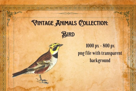 Download Vintage Bird Illustration - Illustration Collection